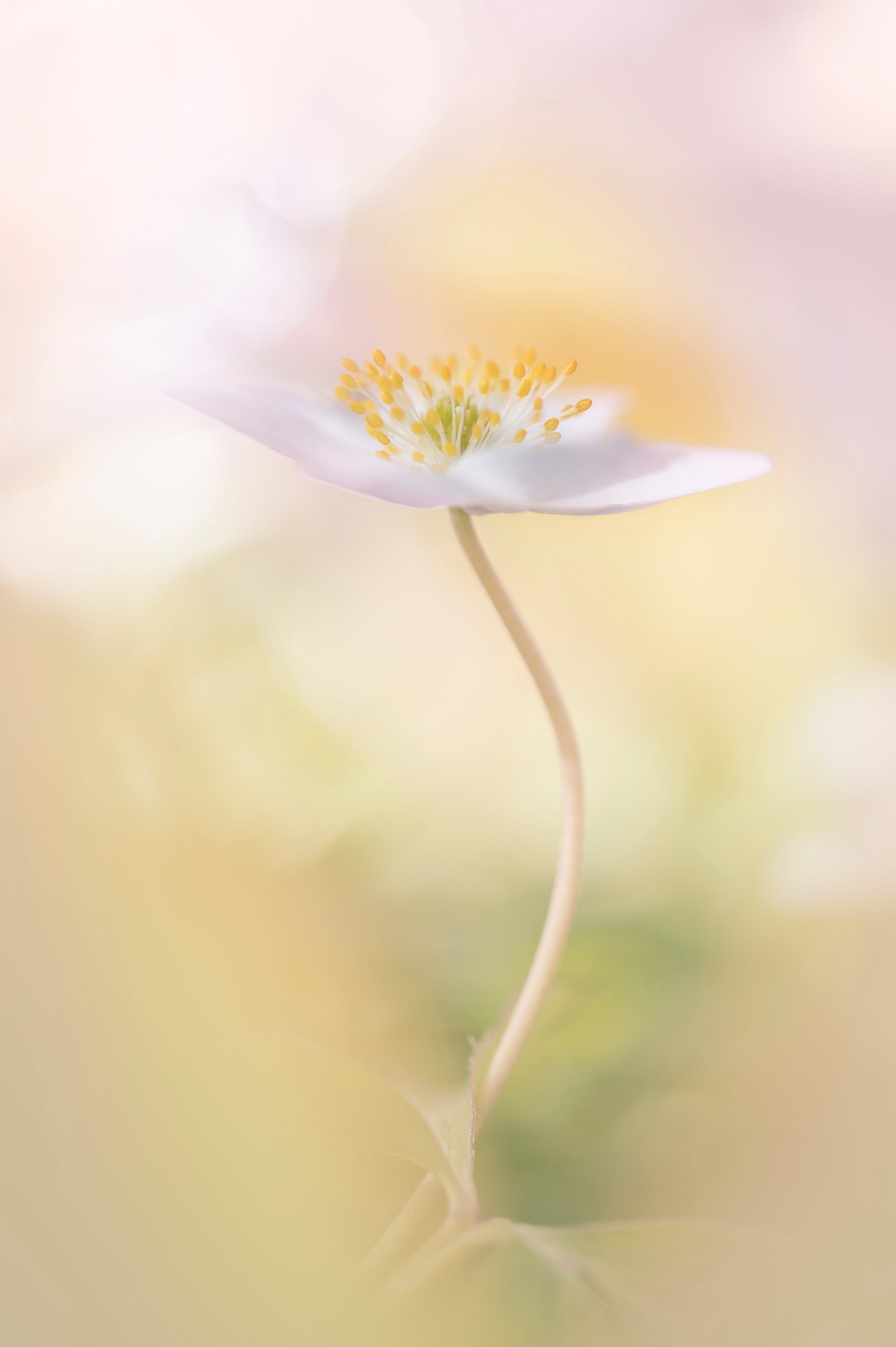 Kunstfotografi af en hvid blomst